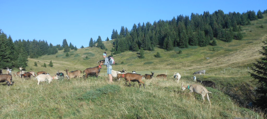 15 08 07 Marion alpage avec les chèvres